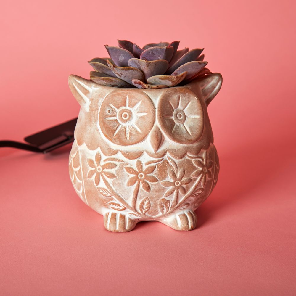 Small Floral Terracotta Owl Hedgehog Snail Pot Set w Plants