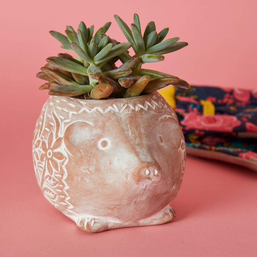 Small Floral Terracotta Owl Hedgehog Snail Pot Set w Plants