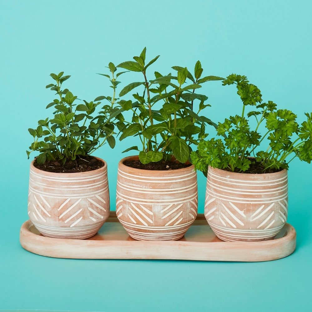 Small Round Terracotta Pot Tray Set w Plants