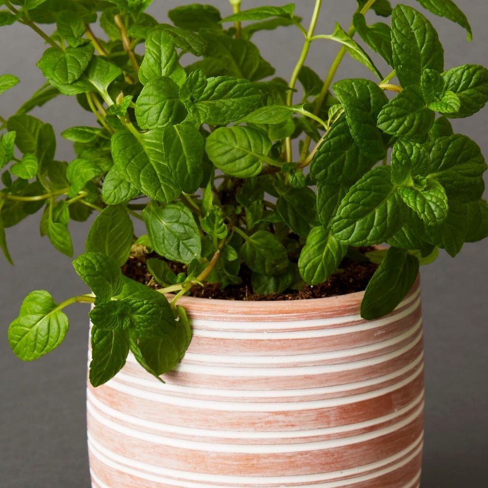 Bangladesh Small Rustic Striped Succulent Terracotta Pot