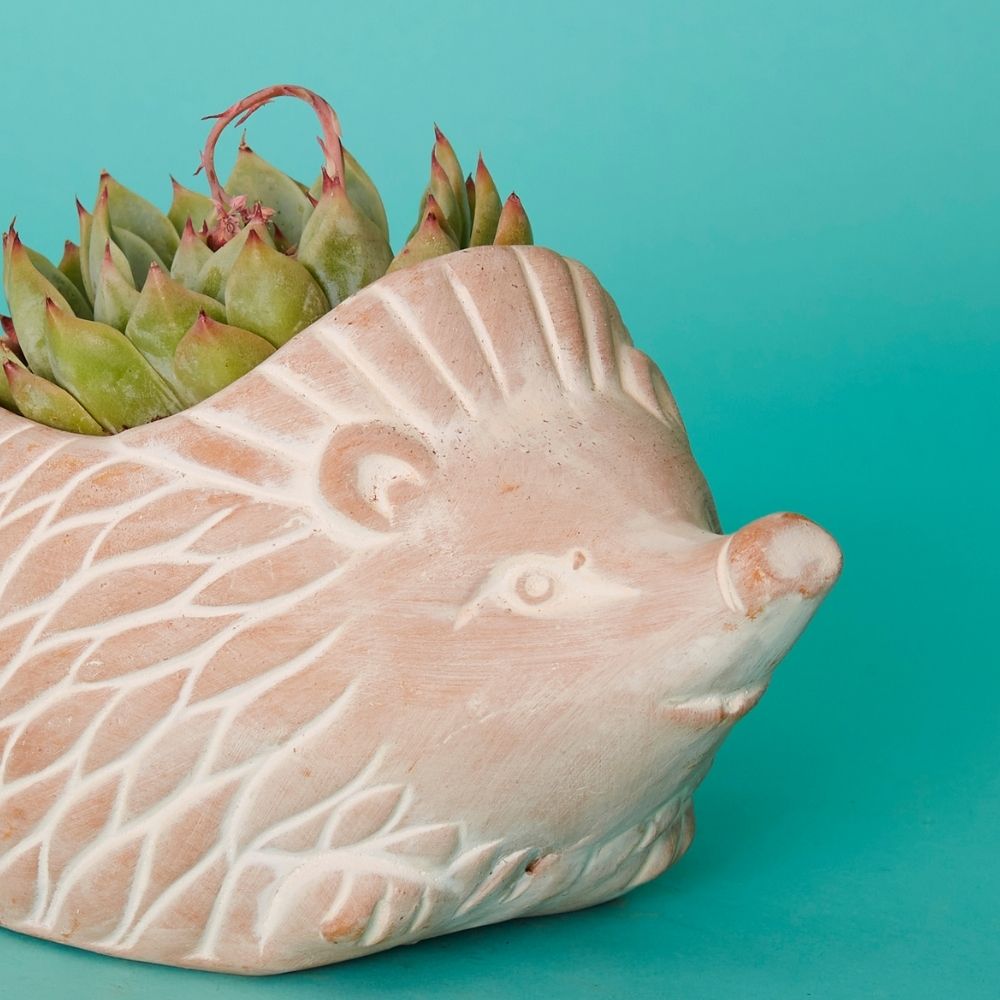 Bangladesh Small Rustic Succulent Terracotta Hedgehog Planter