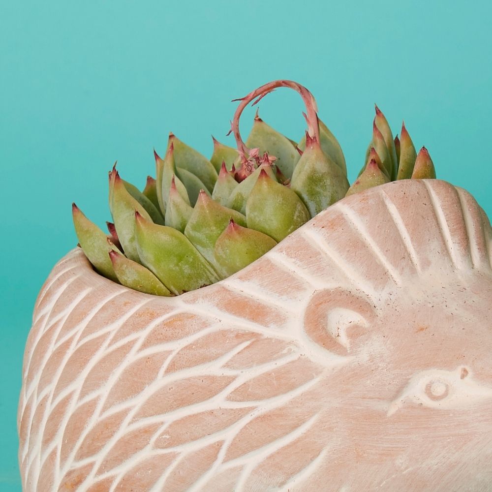 Bangladesh Small Rustic Succulent Terracotta Hedgehog Planter