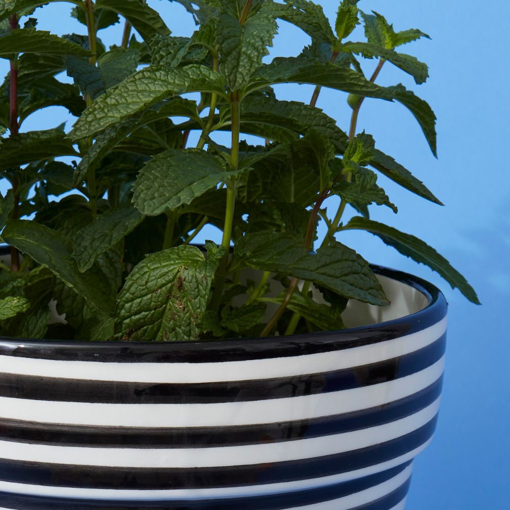 Morocco Black Hand Painted Striped Ceramic Large Planter