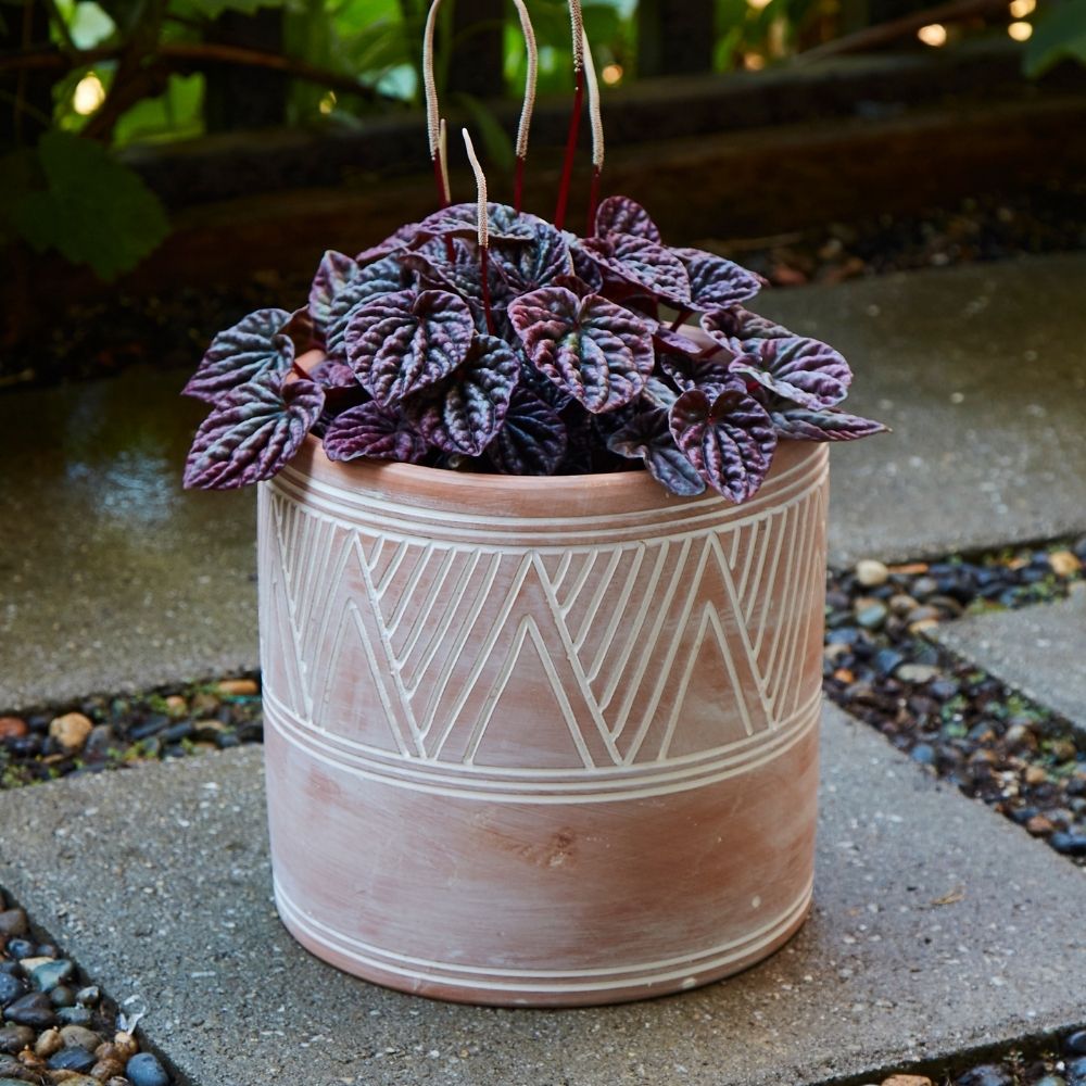 Large Cylindrical Terracotta Pot w Plants