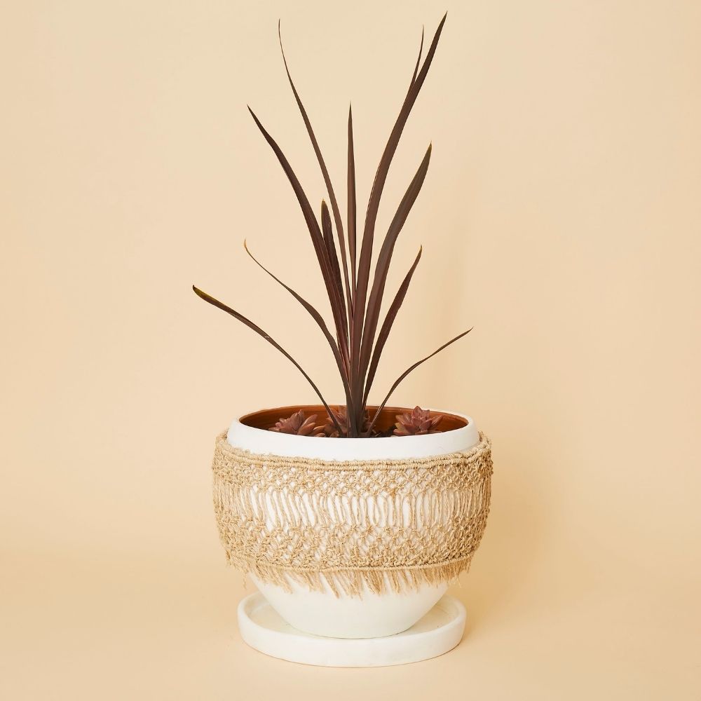 Large Macrame Wrap Terracotta Pot w Plants