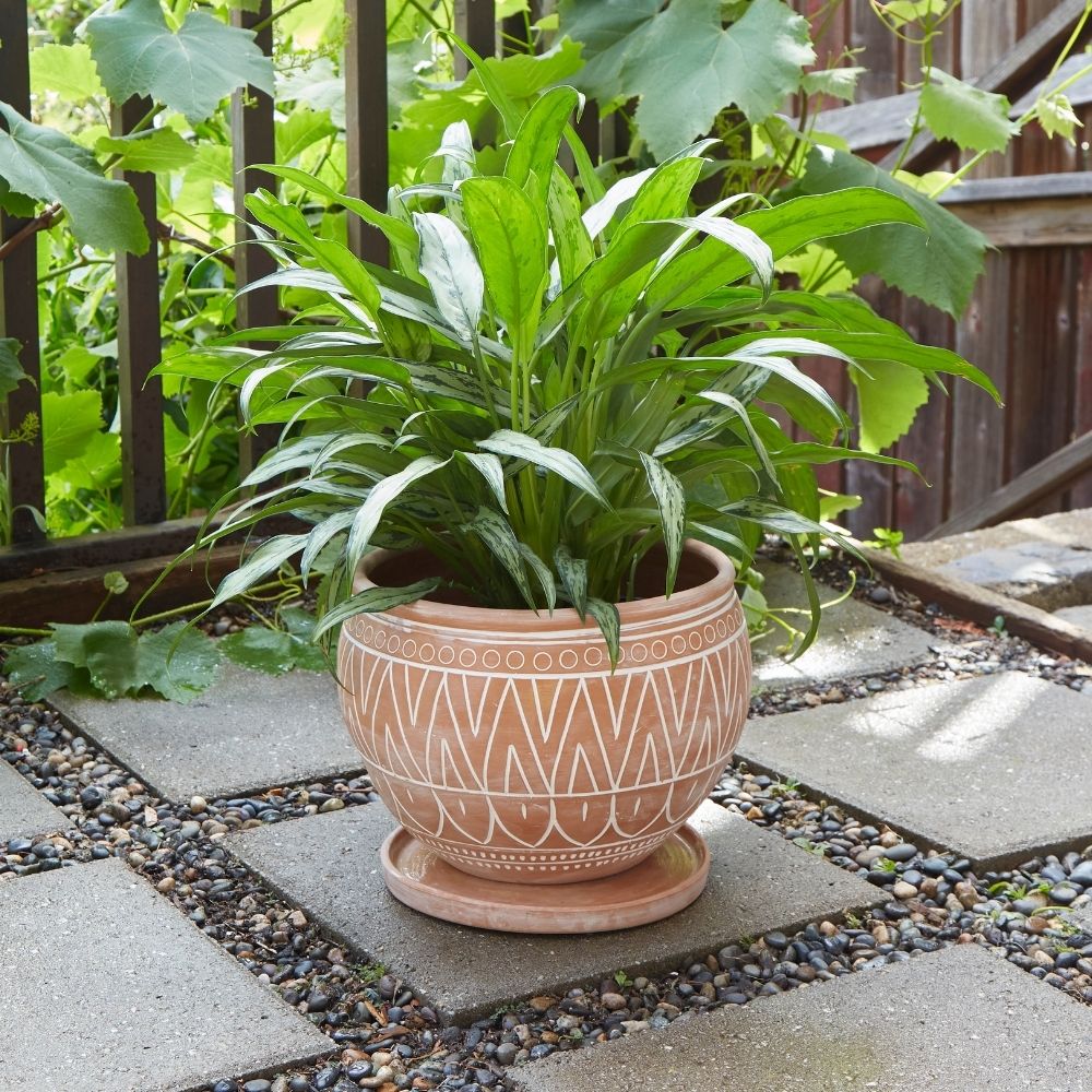 Large Terracotta Belly Pot Saucer w Plants