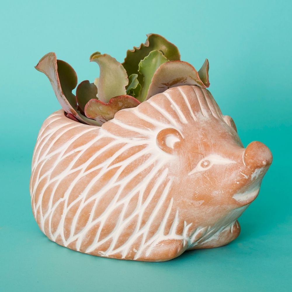 Small Terracotta Hedgehog Pot w Plants