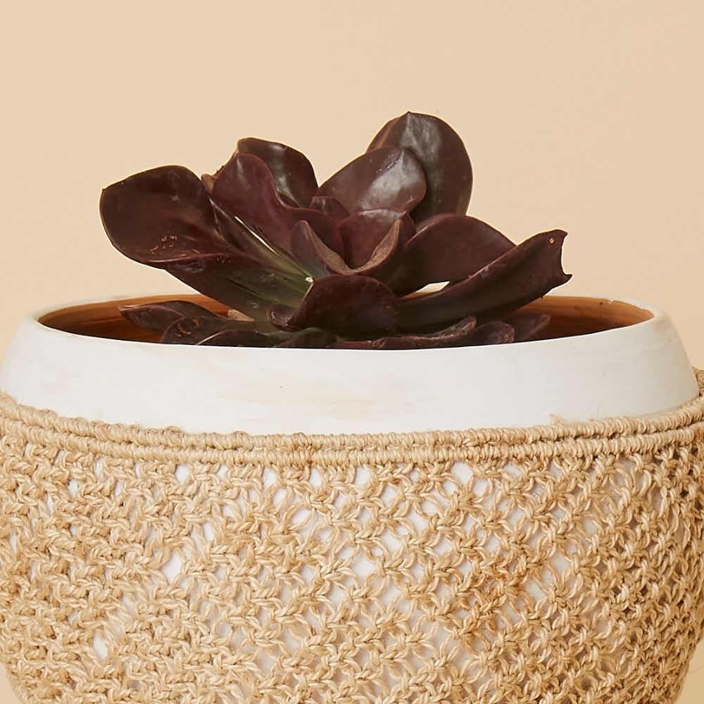 Macrame Wrap Terracotta Pot Set w Plants