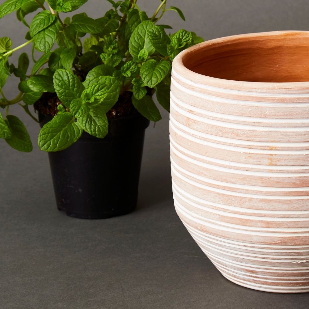 6.5" Small Striped Terracotta Pot w Plants