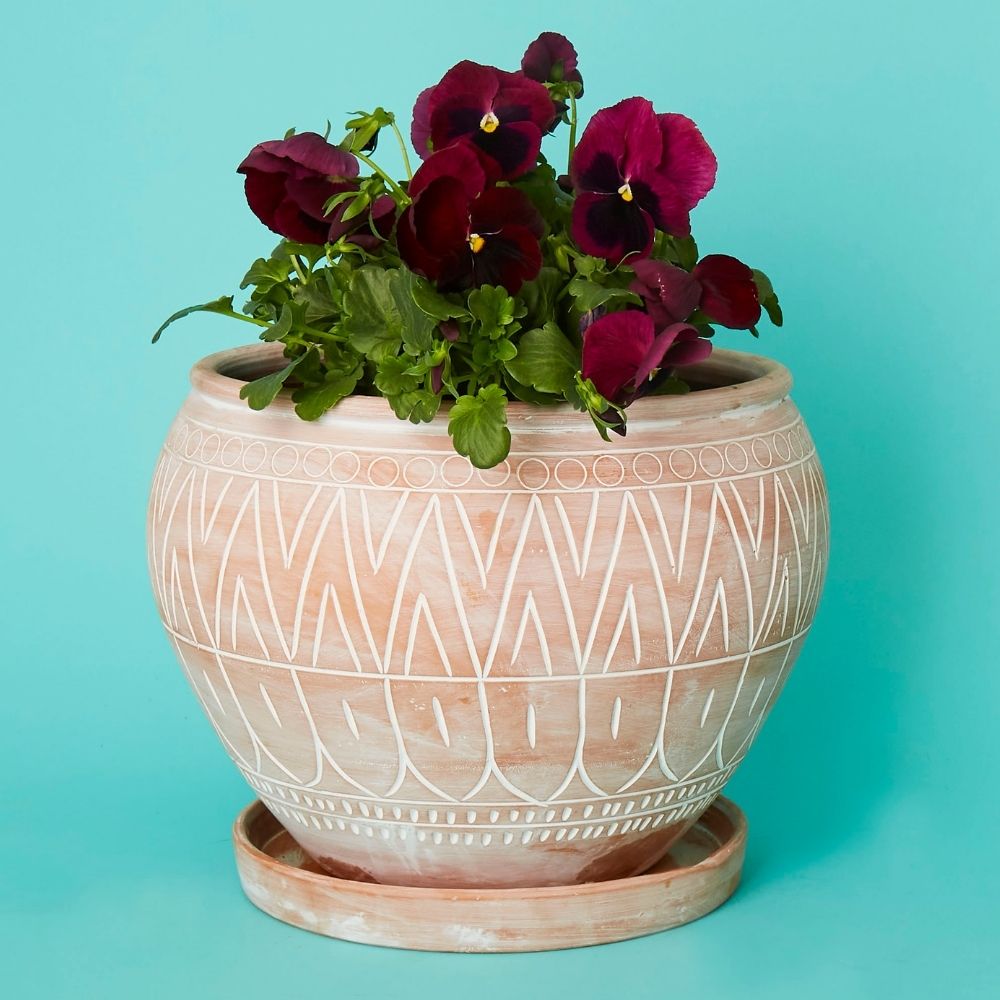 Medium Terracotta Belly Saucer Pot w Plants