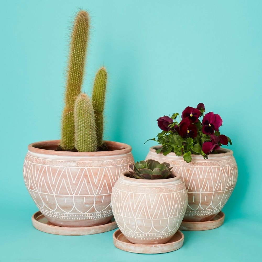 Medium Terracotta Belly Saucer Pot w Plants