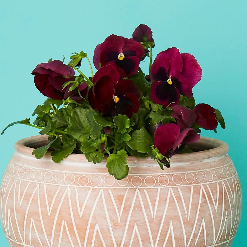 Medium Terracotta Belly Saucer Pot w Plants