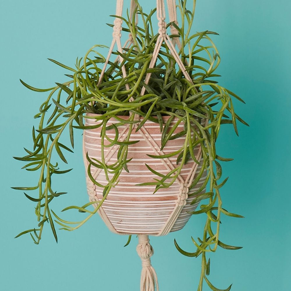 7.5" Terracotta Macrame Hanging Pot w Plants