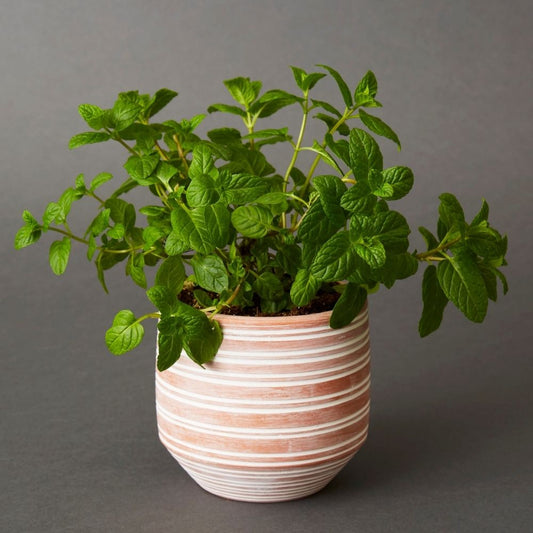 Bangladesh Small Rustic Striped Succulent  Terracotta Pot