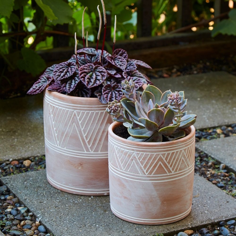 Cylindrical Terracotta Pot Set w Plants