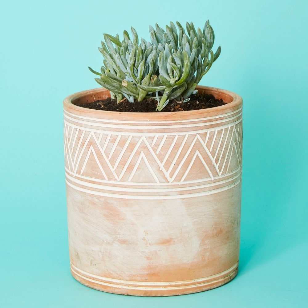 Cylindrical Terracotta Pot Set w Plants