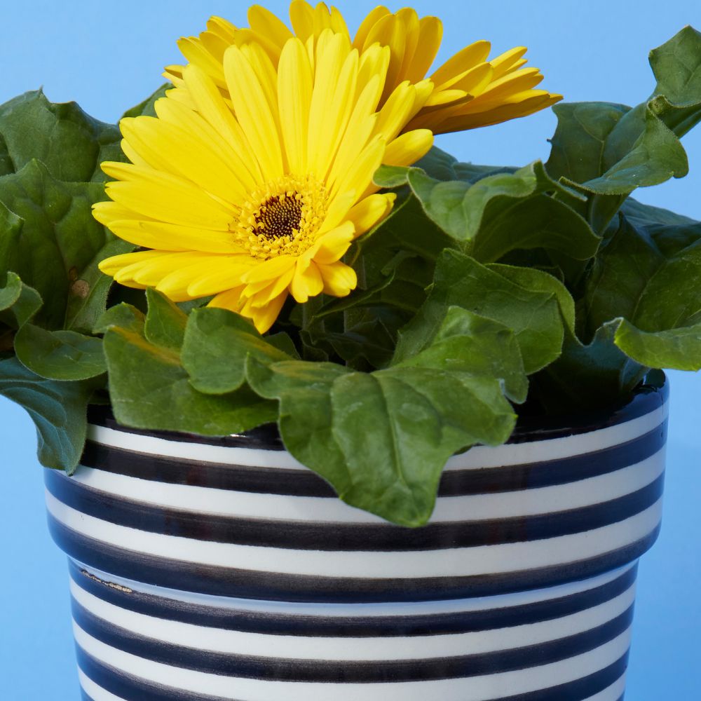 Morocco Black Hand Painted Striped Ceramic Small Planter